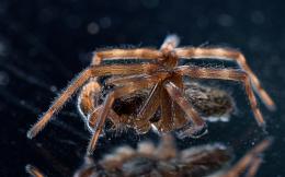 resting spider