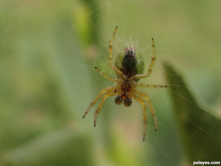 Green spidy