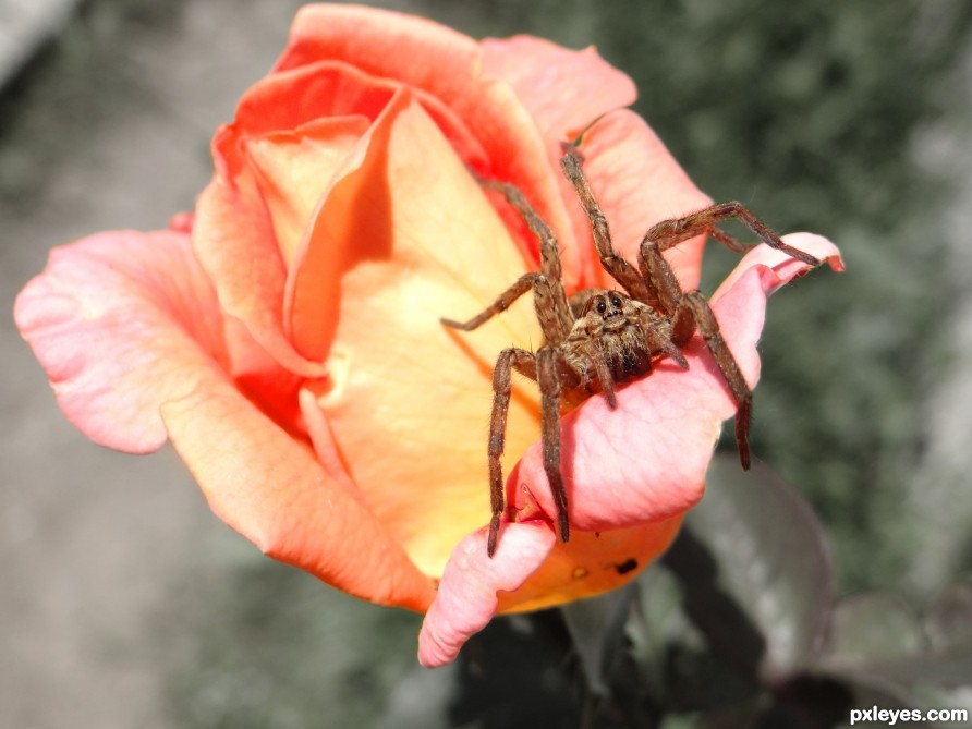 Rose spider