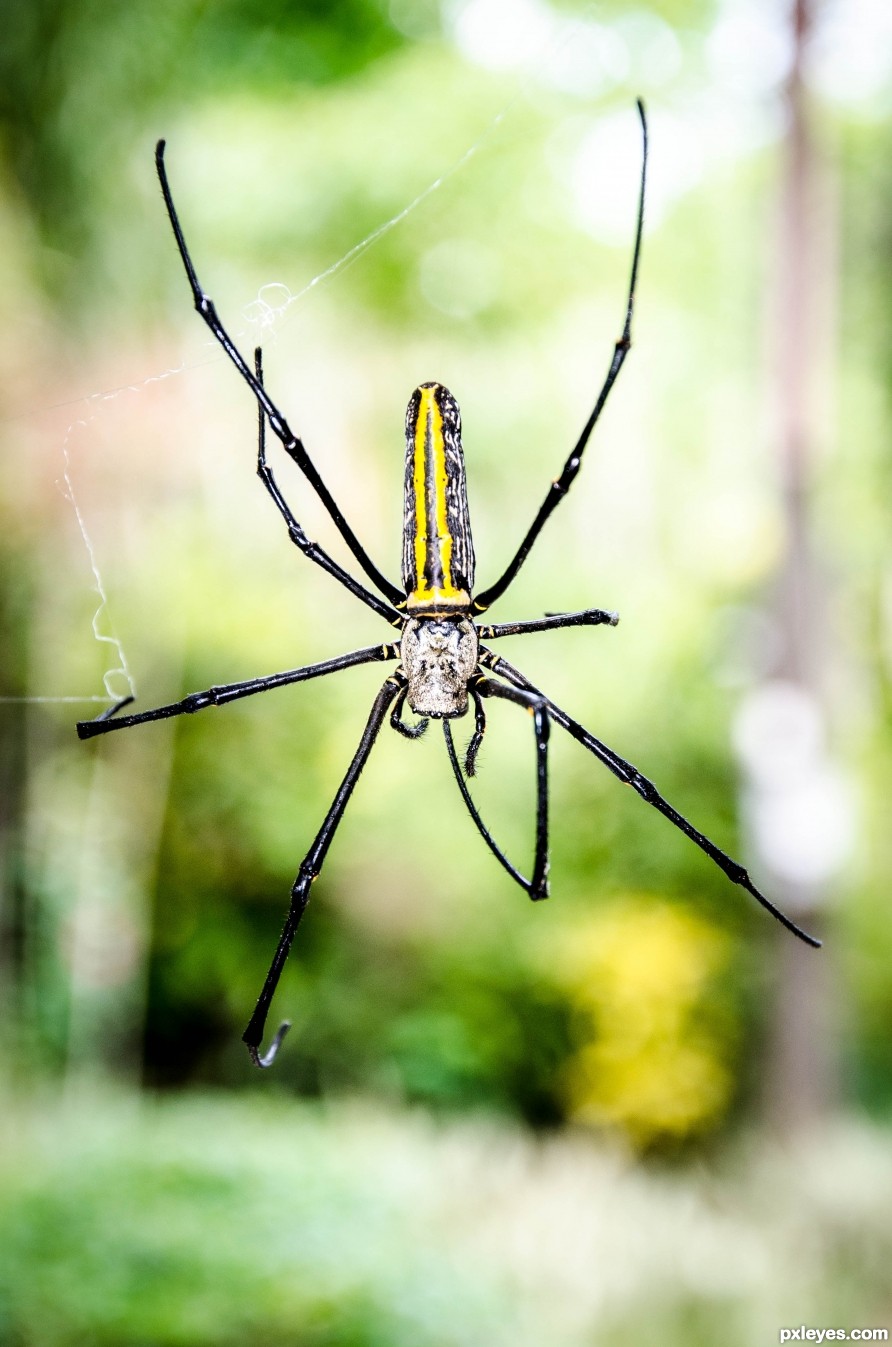 Spider descending...