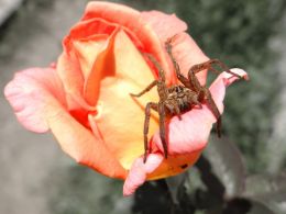 Rose spider