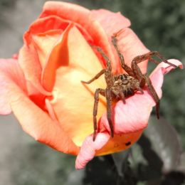 Rosespider