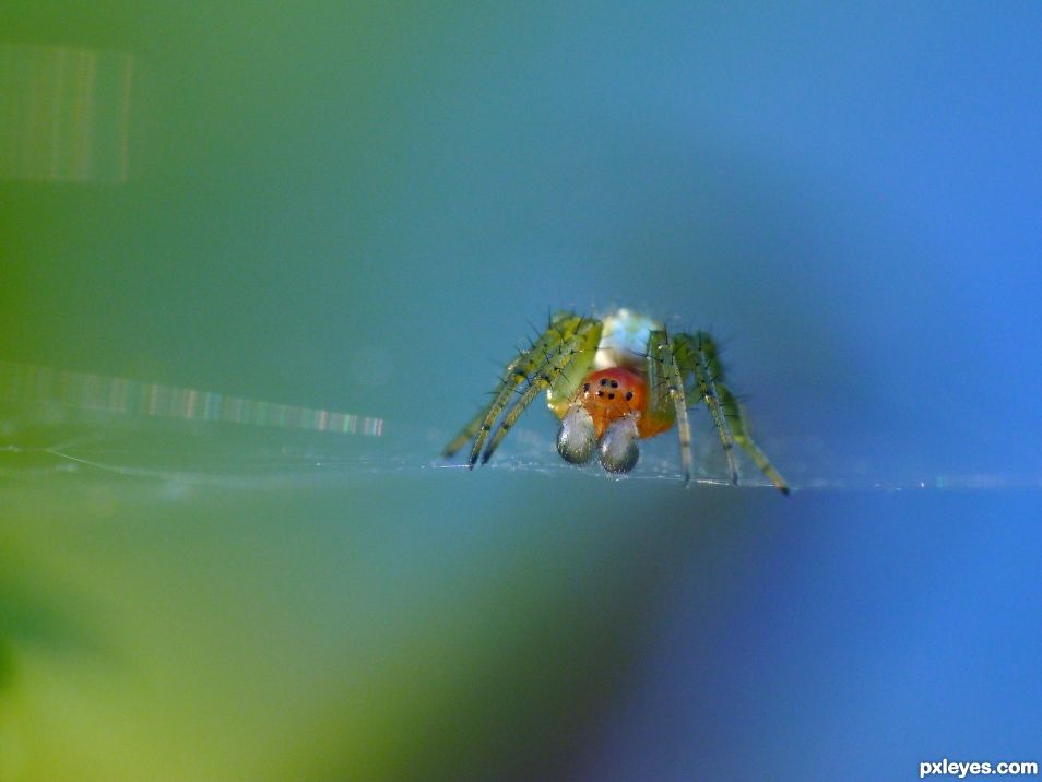 Spider with silver boxing gloves