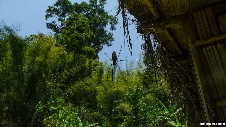 Golden silk orb-weaver