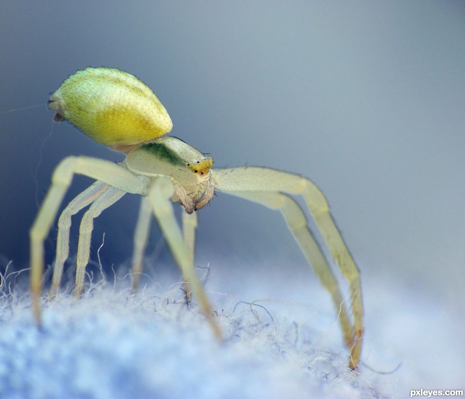 Spider on sweater