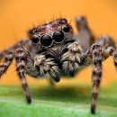 spiders 4 photography contest