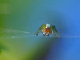 Spider with silver boxing gloves