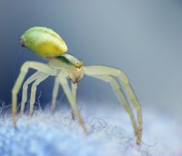 Spider on sweater Picture