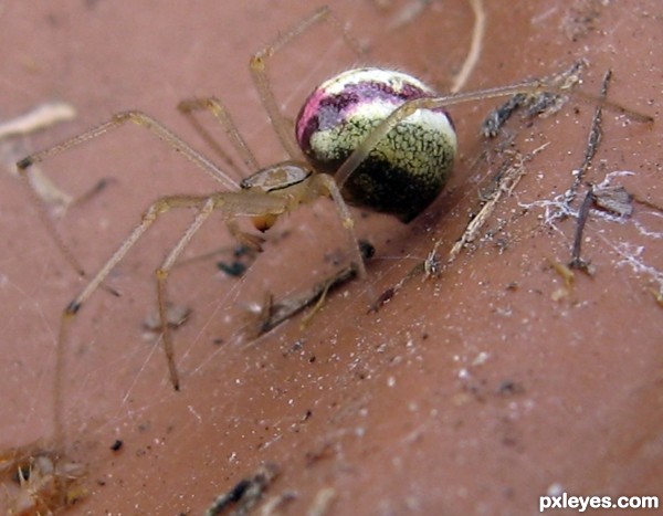 Red & White Tangle Spider