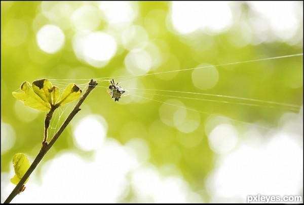 Yellow Crab