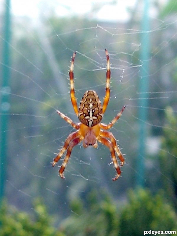 Cross Orb Spider