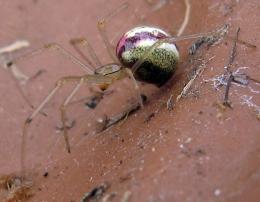 Red & White Tangle Spider