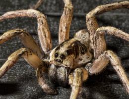 Wolf spider...