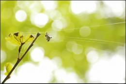 Yellow Crab