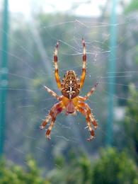 CrossOrbSpider