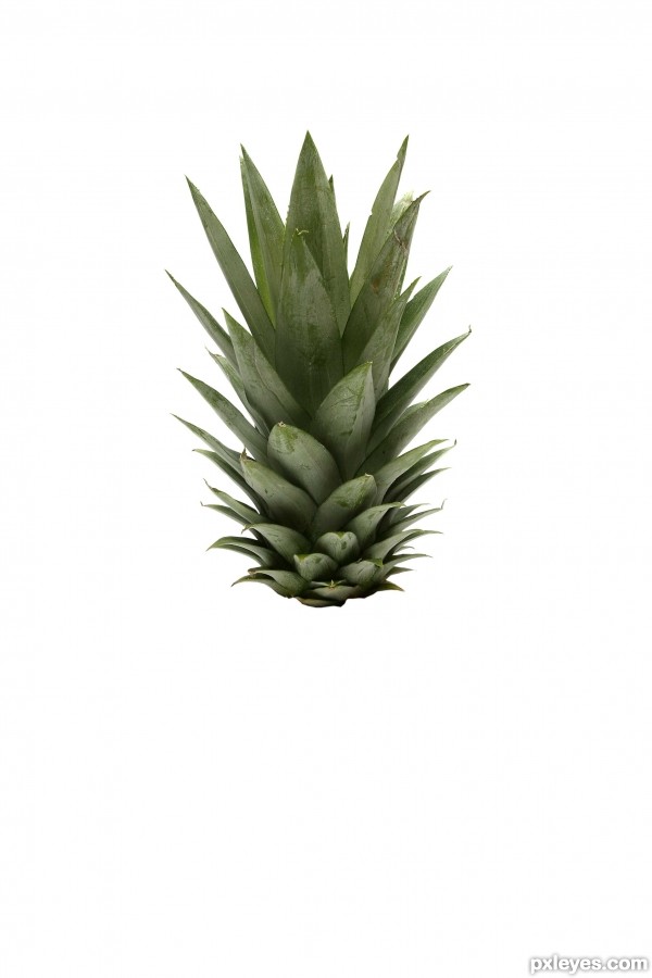 Creation of PINEAPPLE SPLASH: Step 2