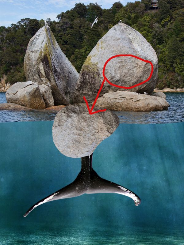 Creation of Clever Fish: Step 5