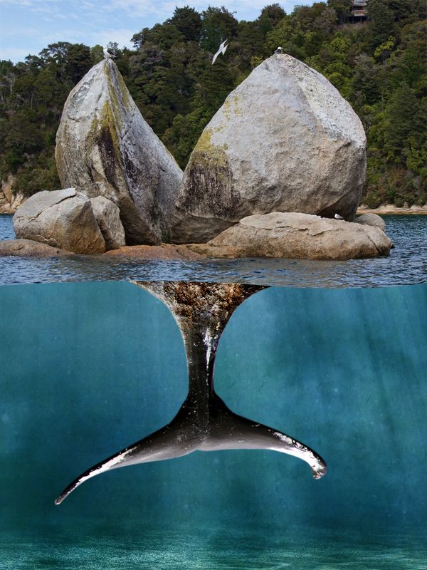 Creation of Clever Fish: Step 6