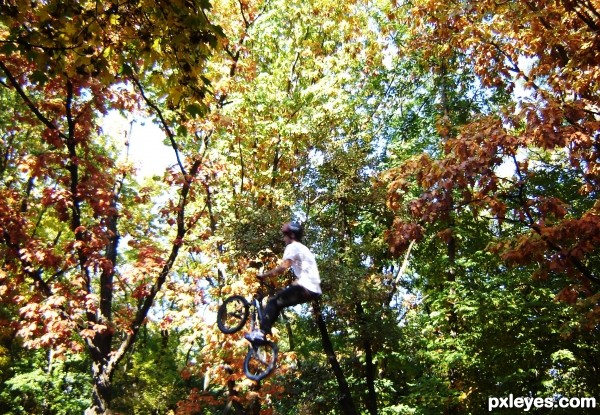 Climbing the trees