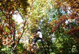 Climbing the trees