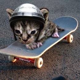 Sk8terFuzzyButt