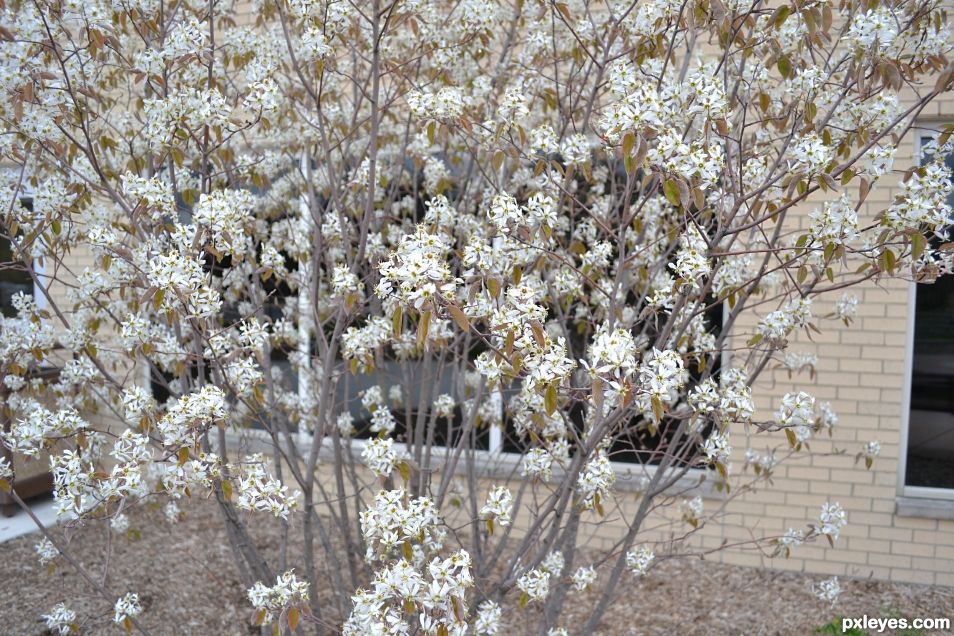 Trees in Spring