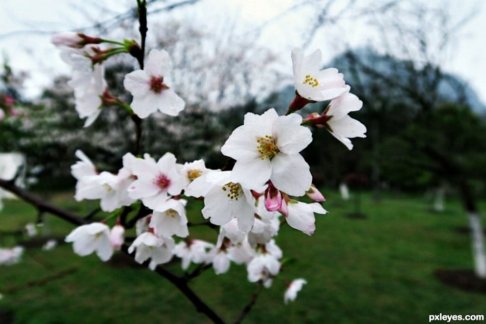 Cherry Blossoms