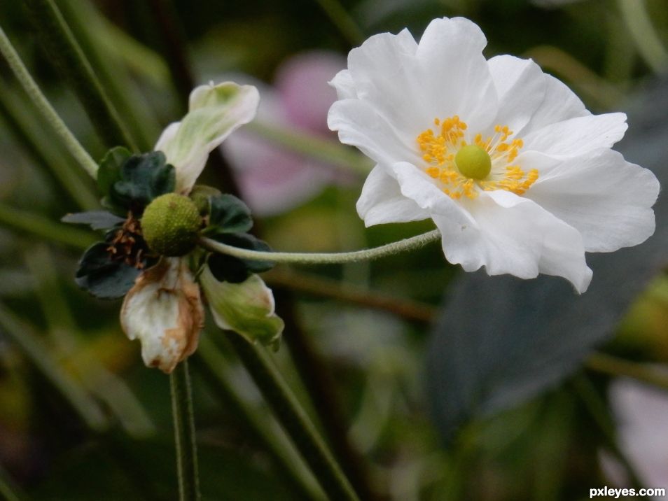 A Garden Spring