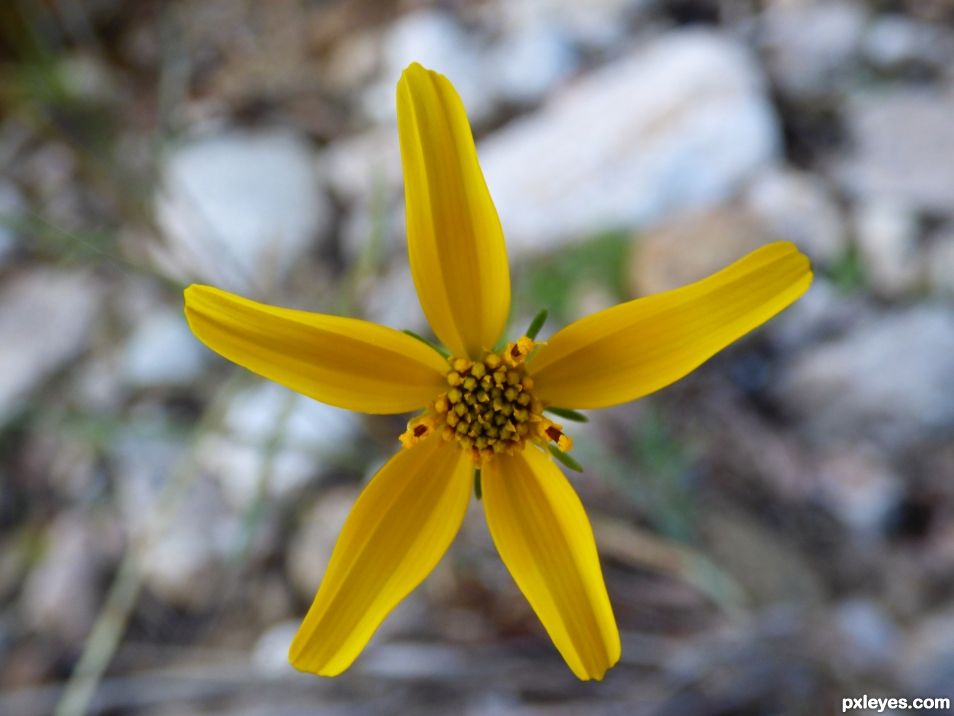 Yellow Flower