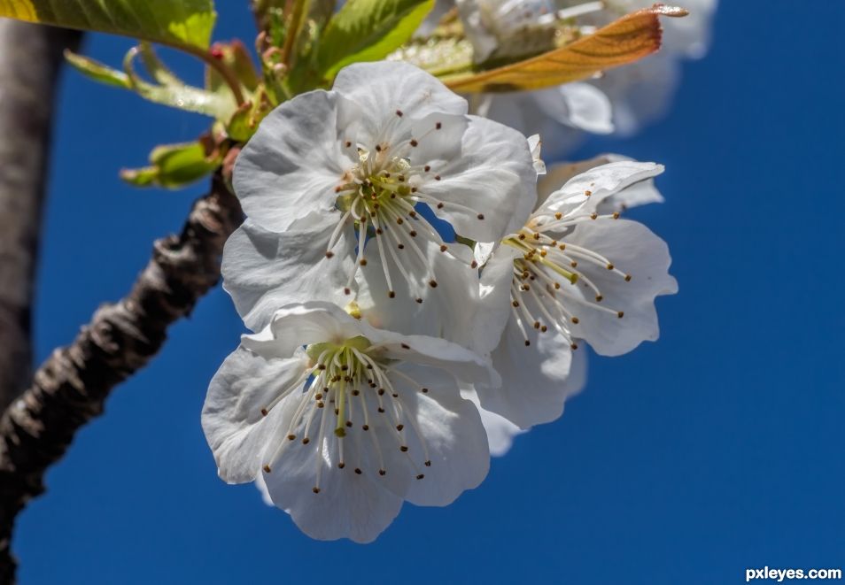 Cherry blossom