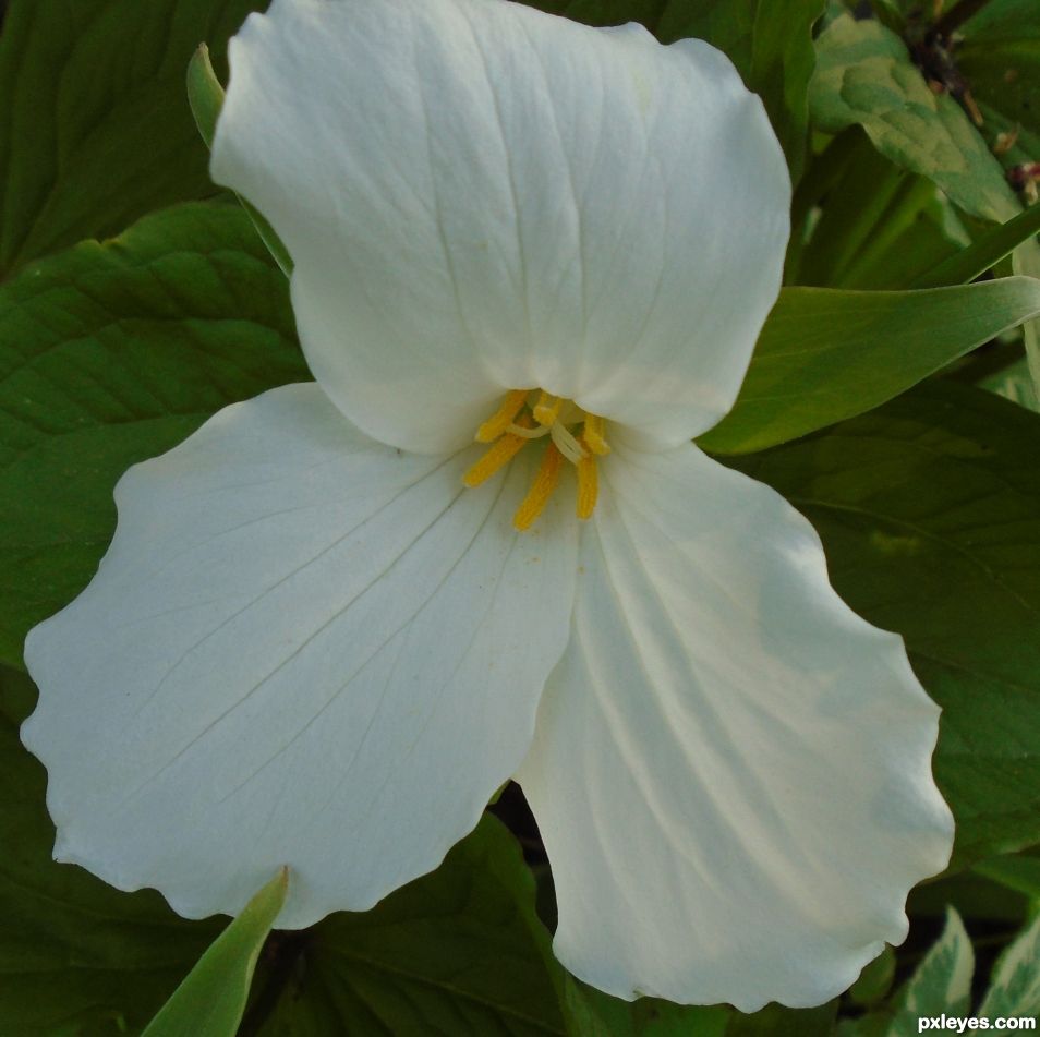 Trillium