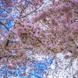 Blossom