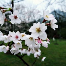 CherryBlossoms