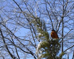 Robins Return