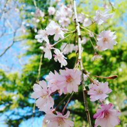 CherryBlossom