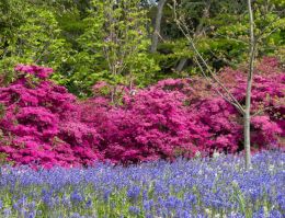 Bluebells and Azaleas in the park