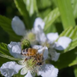 Honey Bee Picture