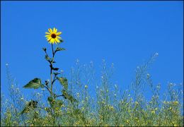 Another Sunny Day