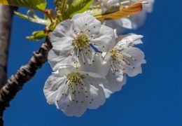 Cherry blossom