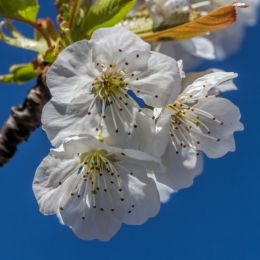 Cherryblossom