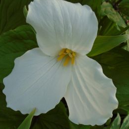 Trillium