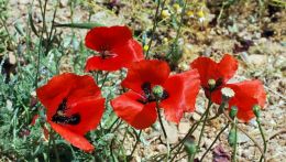 poppies, the flowers of spring