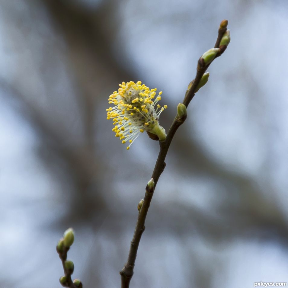 Willow catkin