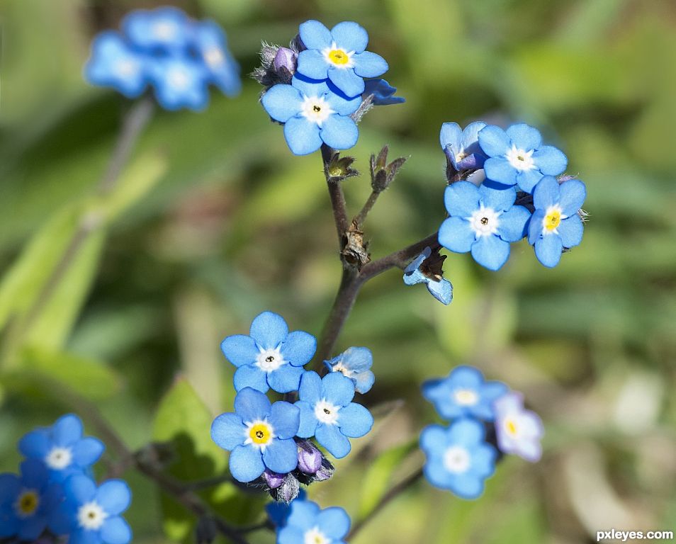 Forget-me-not