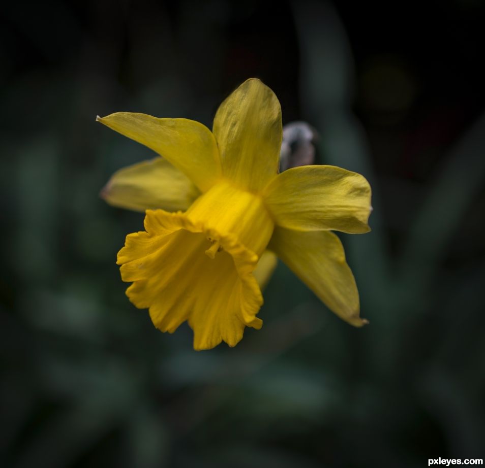 Daffodil