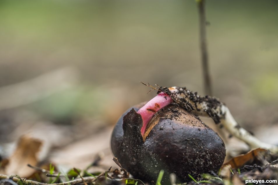 Ground searching chestnut