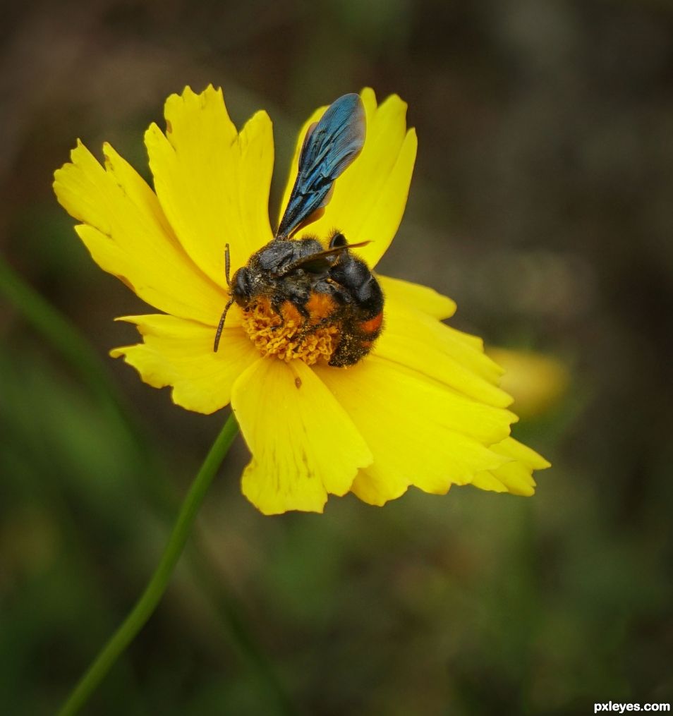 Busy Bee in Spring Sunshine