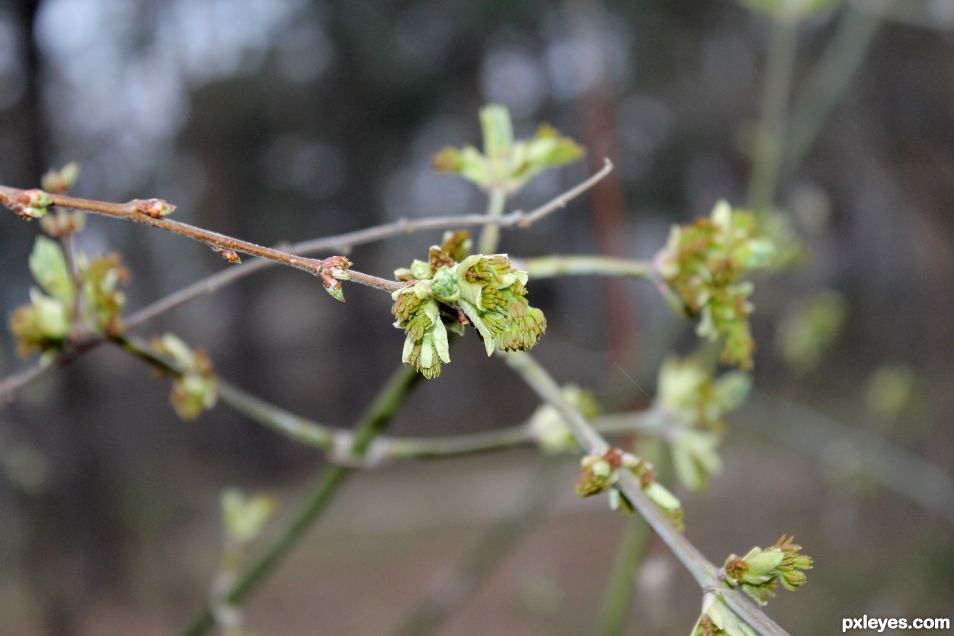 First Green in Spring