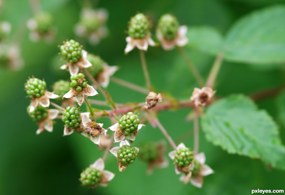 Blackberries