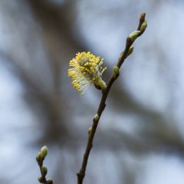 Willowcatkin